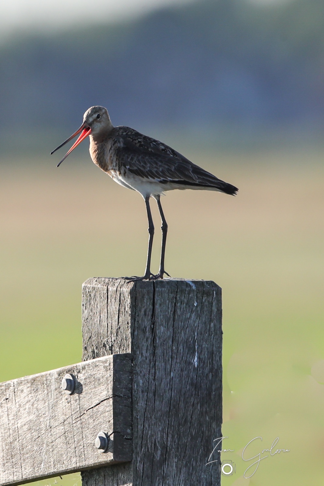 11 juni 2022 202019 1DX47038